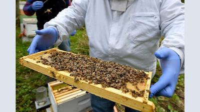 Survey Sees Biggest US Honeybee Winter Die-off Yet