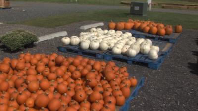 Heat Impacting Fall Crops