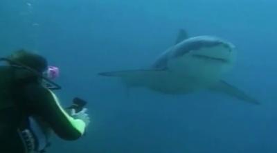 Shark Shield   April 10  2015   YouTube