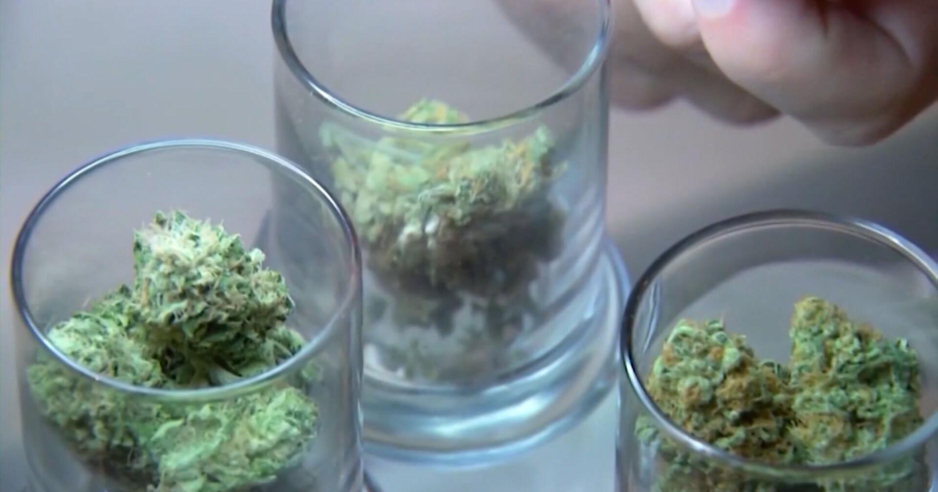 Trappe Town Council Considers Zoning Regulations for Cannabis Businesses - Vimarsana News