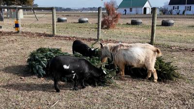 Used Christmas Trees for Goats