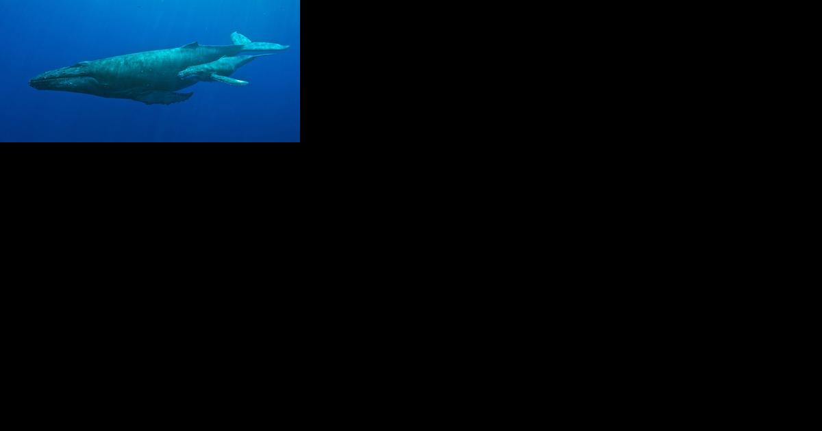 US Wind Requests Authorization to Cover Possible Harm, Disturbance to Marine Mammals - Vimarsana News