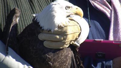 Eagle Triumphs Over Injury and Released Into Wildlife