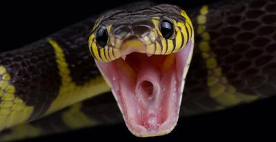 SNAKE