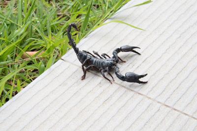 Phoenix Scorpion Activity Shifts Indoors as Cool Months Set In