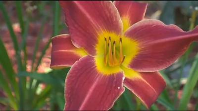 Travels With Charlie: Secret of the Daylily