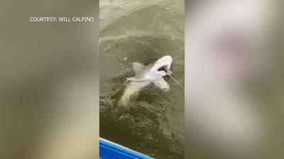 Shark Caught In The Nanticoke River