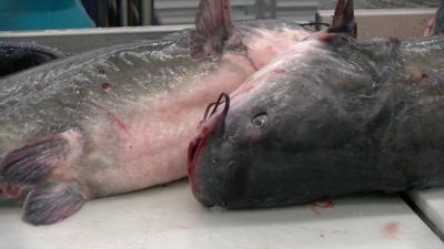 Blue Catfish
