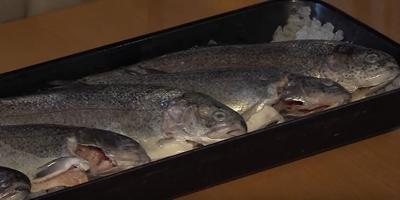 fish