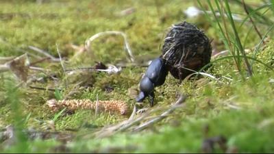 Travels With Charlie: The Dung Beetle (Redux)