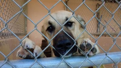 Dog at Caroline County Humane Society