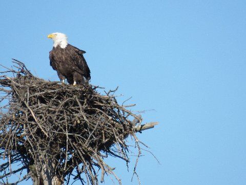 Arthur Weidner from Milford,Delaware and I saw this American Bald Eagle on a nest at Prime Hook Beach,Delaware