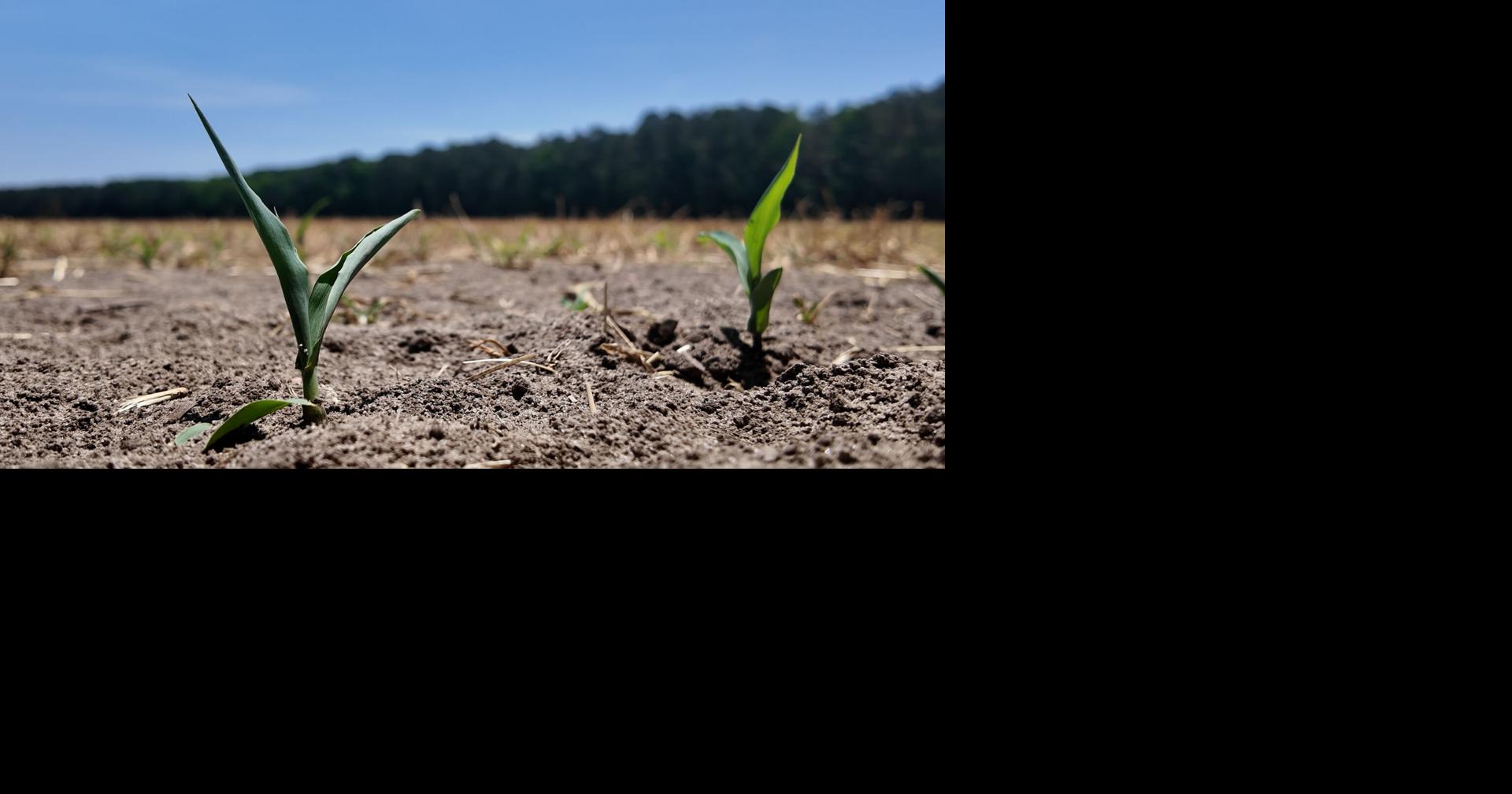 Deer cause crop damage for Maryland farmers along the state line with Delaware