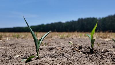 Corn field near Whaleyville