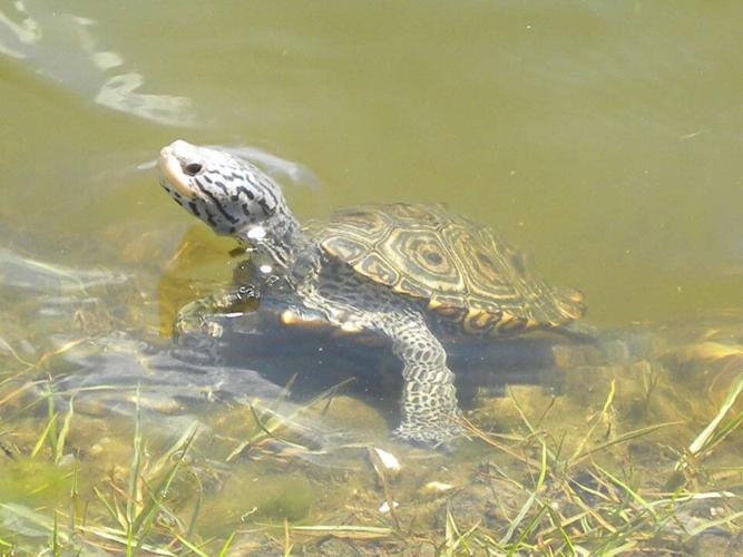 DIAMONDBACK-TERRAPIN1