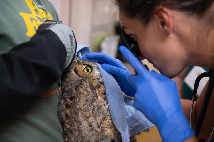 Utah Owl Recovery