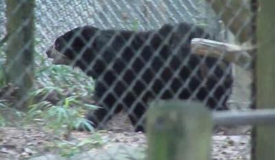Salisbury Zoo to Welcome Another Andean Bear
