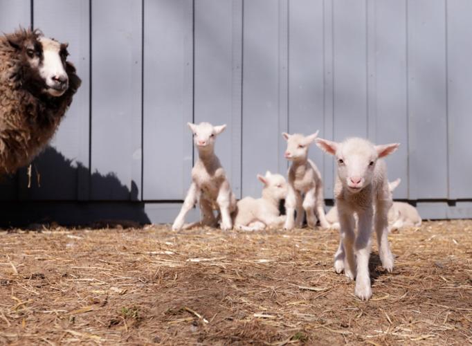 US Sheep Sextuplets Vermont