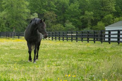 Horse - Stallion