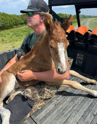 Chincoteague Pony Missing Hoof