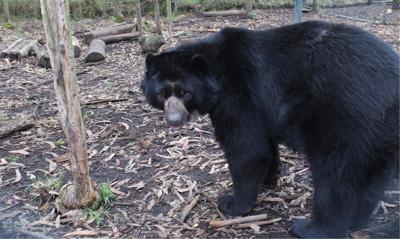 Salisbury Zoo to Host Welcome Party for New Andean Bear