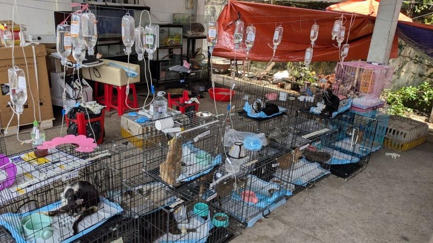 Vietnam-Cat Rescue