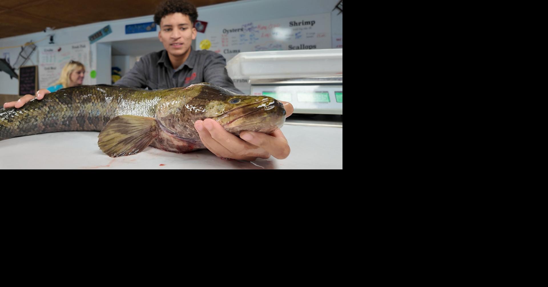 Scientists Warn of Growing Impact of Invasive Chesapeake Channa in ...