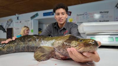 Snakehead