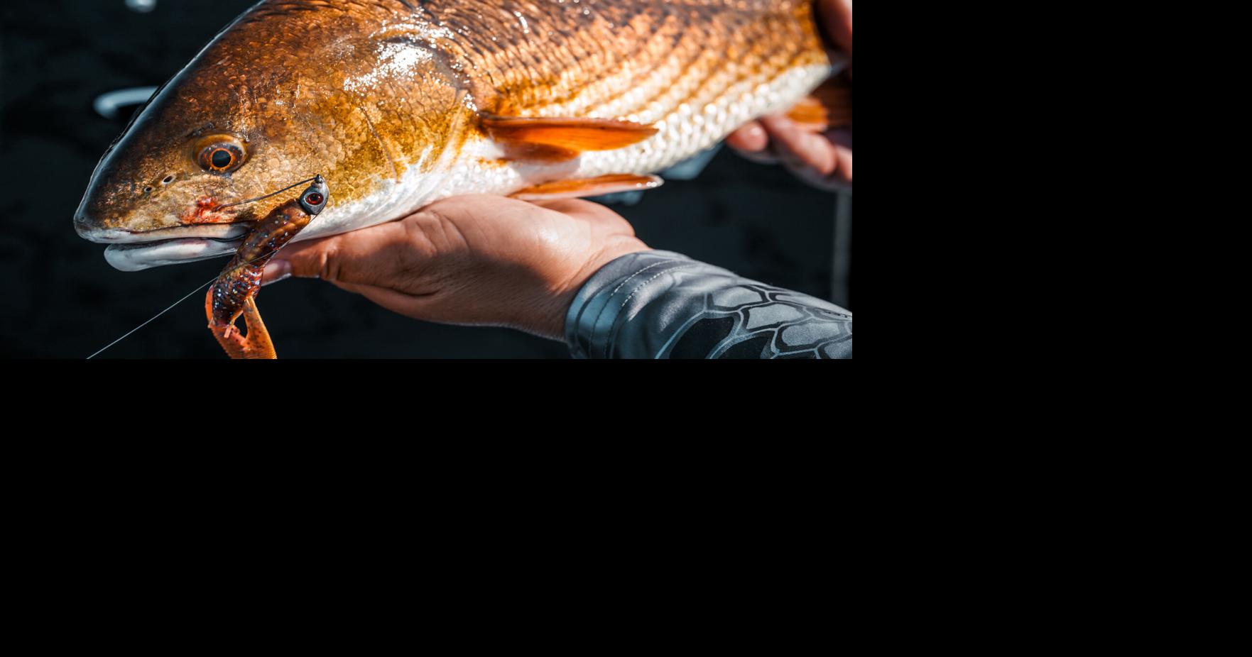 Maryland changes recreational red drum fishing limits