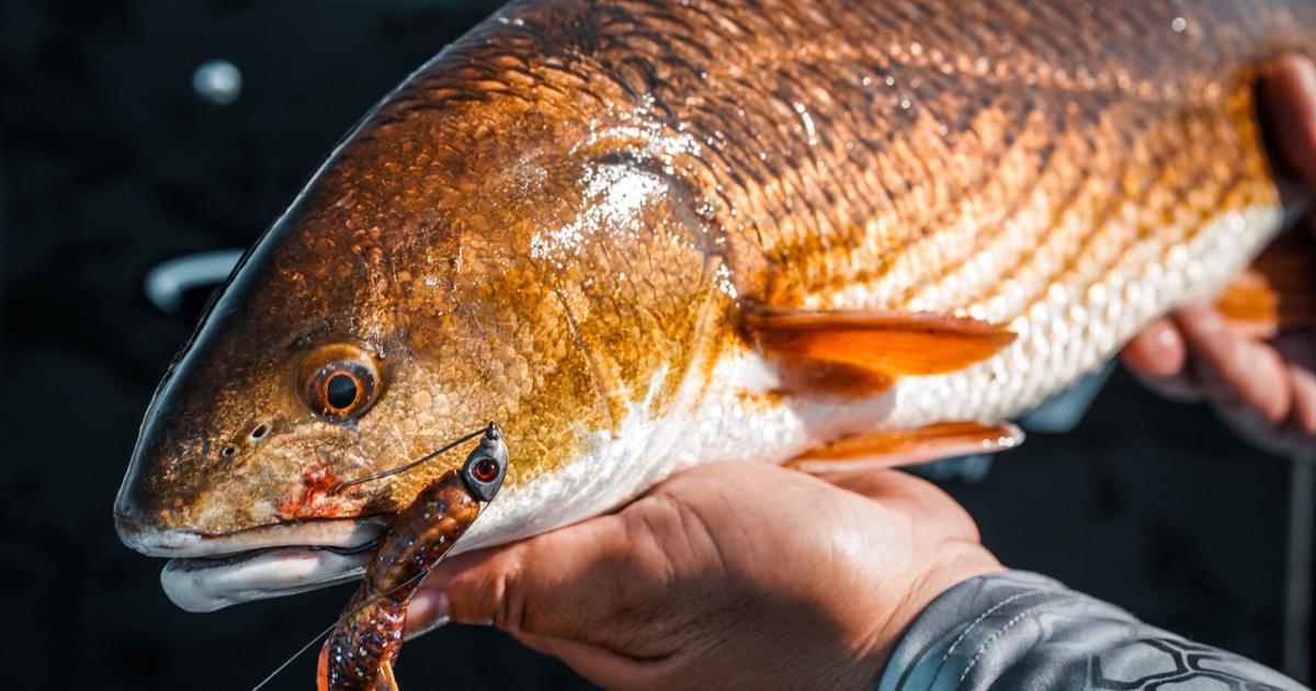 Maryland changes recreational red drum fishing limits