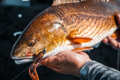 A red drum fish