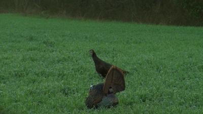 turkey harvest