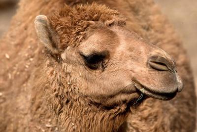 Dromedary Camel