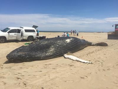 33-Foot-Long Humpback Whale Washes Up North of Bethany