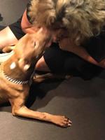 dog-3