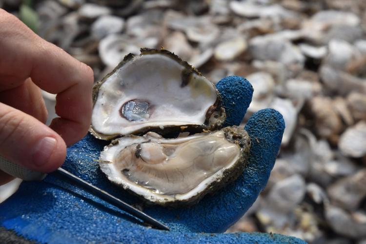 Phillips Wharf Environmental Center