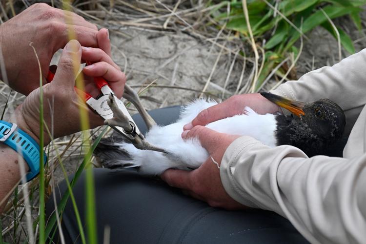 Climate Shorebird Revival