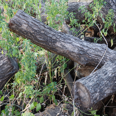 Design Tree Maintenance: Phoenix's Professional Emergency Tree Services