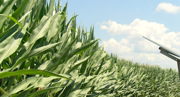 Maryland Crop