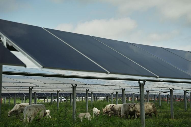 Climate Solar Farm Cattle