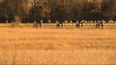 Travels With Charlie: Seagulls Sitting on a Dock