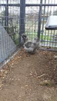 ROOSTER2