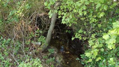 Hot, Dry Weather Promotes Deer Disease