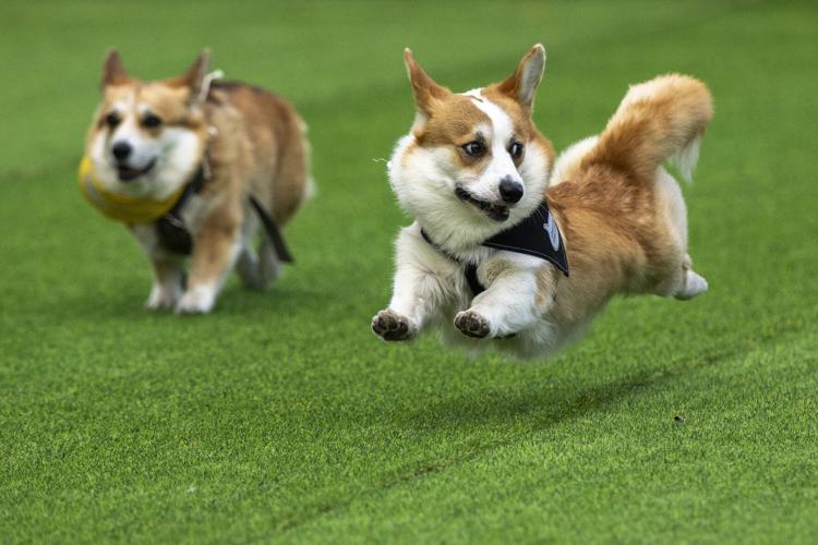 Lithuania Corgi Racing