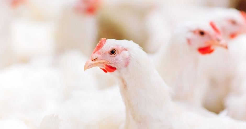 UPDATE: Second Case of Bird Flu Detected at Caroline County Commercial ...