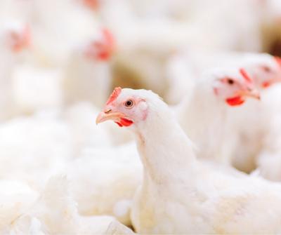 Chickens