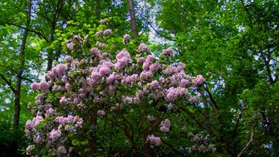 Travels With Charlie: Mountain Laurel