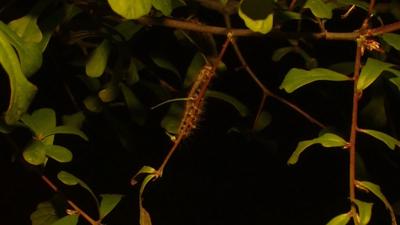Travels With Charlie: Renaming the “Gypsy Moth Caterpillar”