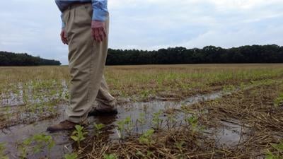 Dorchester County Farmer Says His Crops Are Dying Due To Consistent Flooding