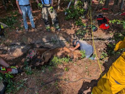 Horse rescue